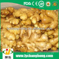 2014 nouvelle usine de récolte en gros gingembre frais Linyi origine